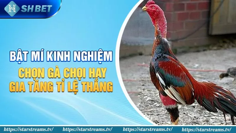Ưu điểm của hệ thống 99Ok - 99Ok