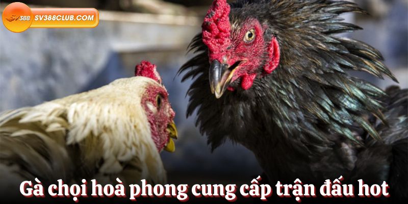 Máy đánh bạc trực tuyến xếp hạng số 1 trong hạng mục K88, phiên bản mới nhất và chân thực nhất - K88