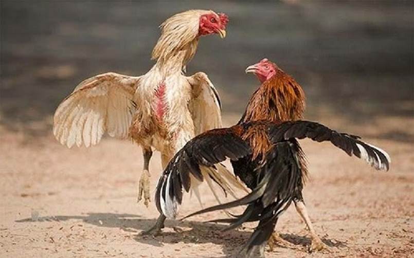 Tổng quan về thương hiệu Rikvip - Rikvip